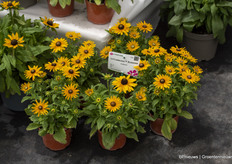 De Rudbeckia Littlebeckia Sunshine